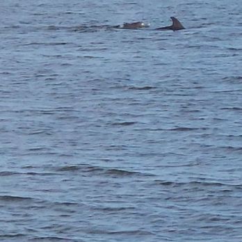 Cedar Key Bed & Breakfast - Dolphins - Bed & Breakfast Near Me - Cedar Key, Florida