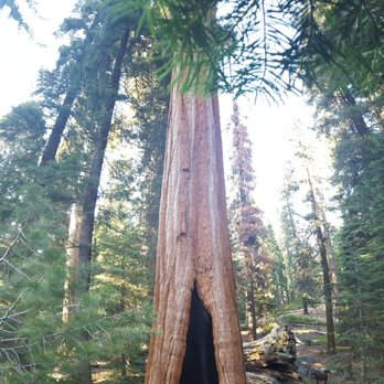 Grant Grove - Hiking Near Me - Badger, California Grant Grove - Hiking Near Me - Badger, California