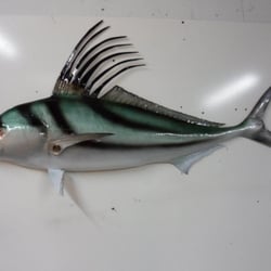 Brown's Taxidermy & Nautical Sculptures - My rooster fish