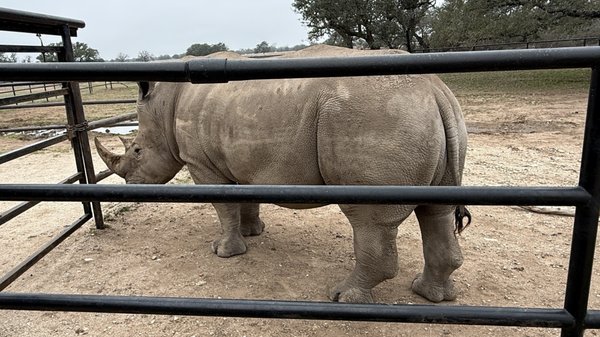 Rhinory by null