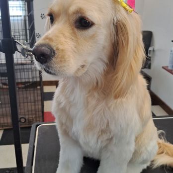 Wiggle Butts Grooming - Pet Groomers Near Me - Madison, Florida Wiggle Butts Grooming - Pet Groomers Near Me - Madison, Florida