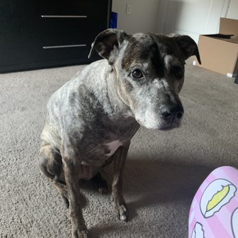 Professional Dog Mobile Grooming - After - Pet Groomers Near Me Professional Dog Mobile Grooming - After - Pet Groomers Near Me