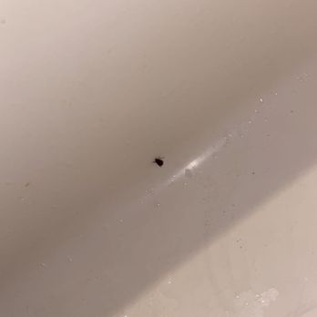 Regal Inn of Hampton Beach - Tick in the bathroom - Hotels Near Me - Hampton, New Hampshire