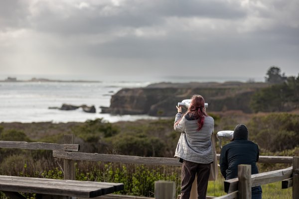 Año Nuevo State Park by null