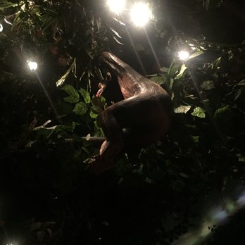 Rainforest Cafe - Fake animals! - American Near Me - Atlantic City, New Jersey