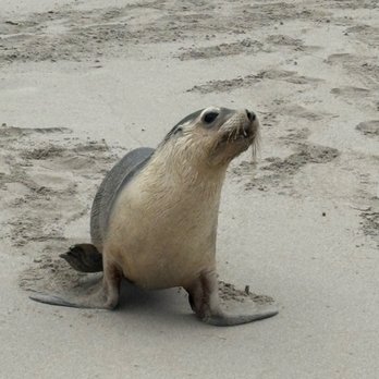 Seal Bay Conservation Park - Parks Near Me - Kangaroo Island, SA