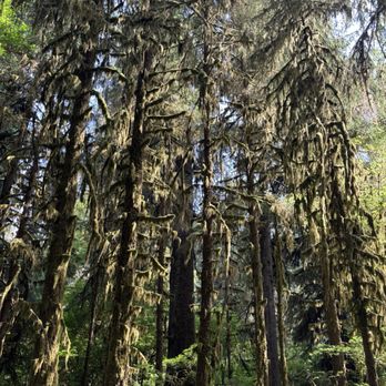 Hoh Rainforest - Hiking Near Me - Forks, Washington Hoh Rainforest - Hiking Near Me - Forks, Washington