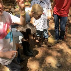 B-Bar Farm & Tack Shop - Campers found a turtle laying eggs