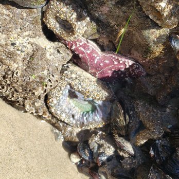 Malibu Beach - Marine life - Beaches Near Me - Malibu, California Malibu Beach - Marine life - Beaches Near Me - Malibu, California