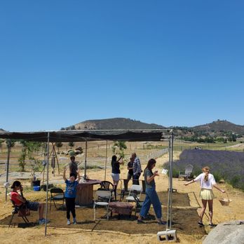 Camel Valley Lavender Field - Shade of you want to sit and relax. They had the misters on today for extra comfort - Pick Your Own Farms Near Me - Ramona, California