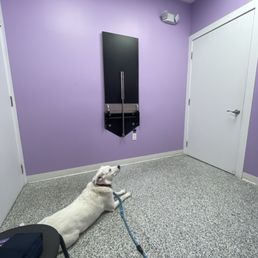 Dog Dog