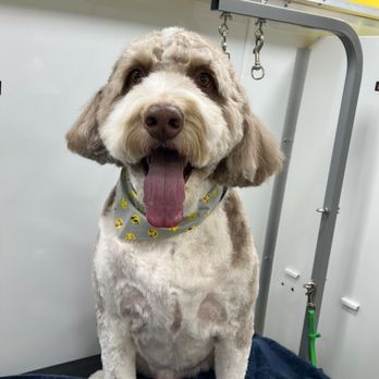 Fluffology Grooming - Pet Groomers Near Me - Plano, Texas Fluffology Grooming - Pet Groomers Near Me - Plano, Texas