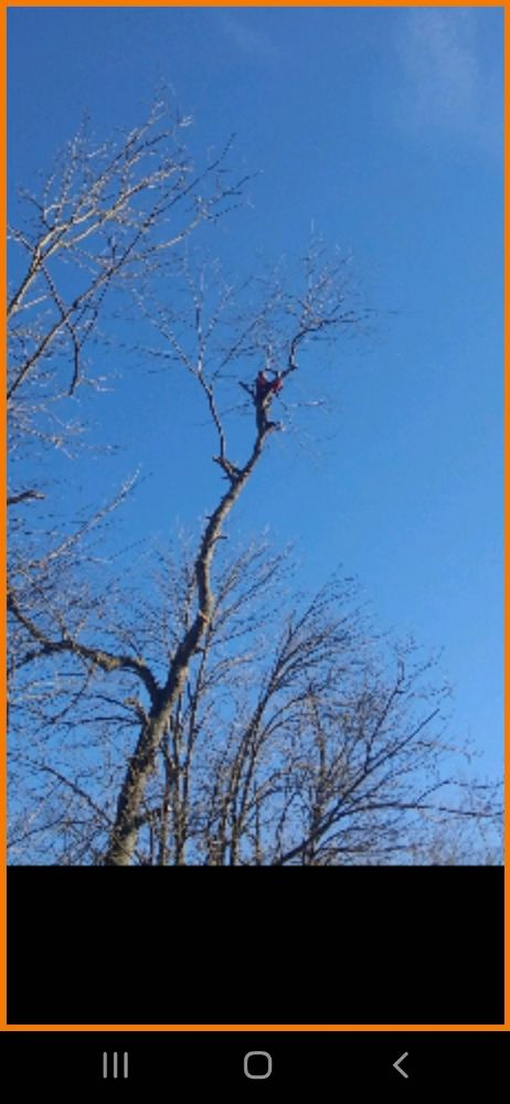 Cpriddytree Charleston - tree service in Malden, WV