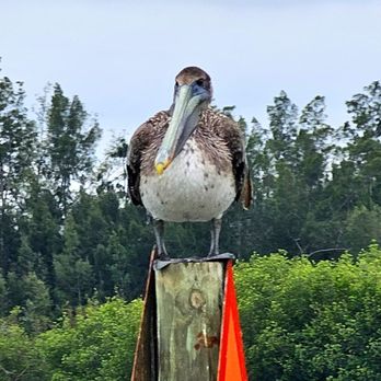 Cocoa Beach Dolphin Tours - Brown Pelican - Boating Near Me - Cocoa Beach, Florida