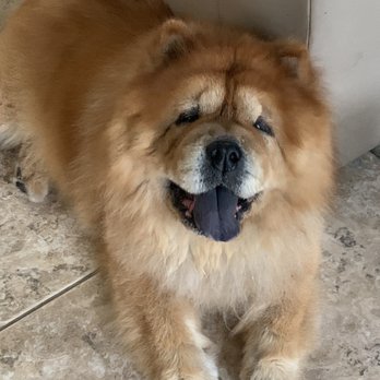 Shampooch Pet Styles - Thank you Shampooch. - Pet Groomers Near Me - Temecula, California Shampooch Pet Styles - Thank you Shampooch. - Pet Groomers Near Me - Temecula, California