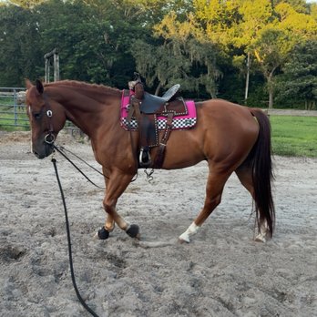 SF Performance Horses - Horseback Riding Near Me - Hudson, Florida SF Performance Horses - Horseback Riding Near Me - Hudson, Florida