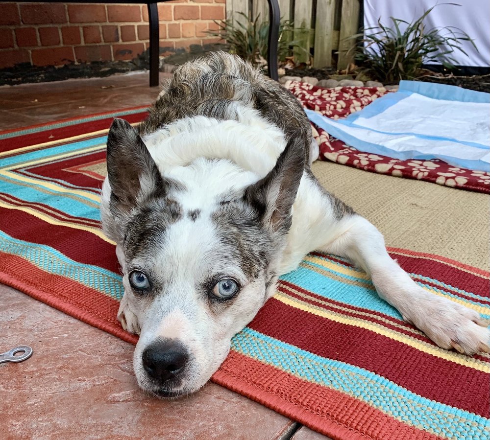 DOORSTEP VETERINARY CARE Updated April 2024 37 Photos 9134