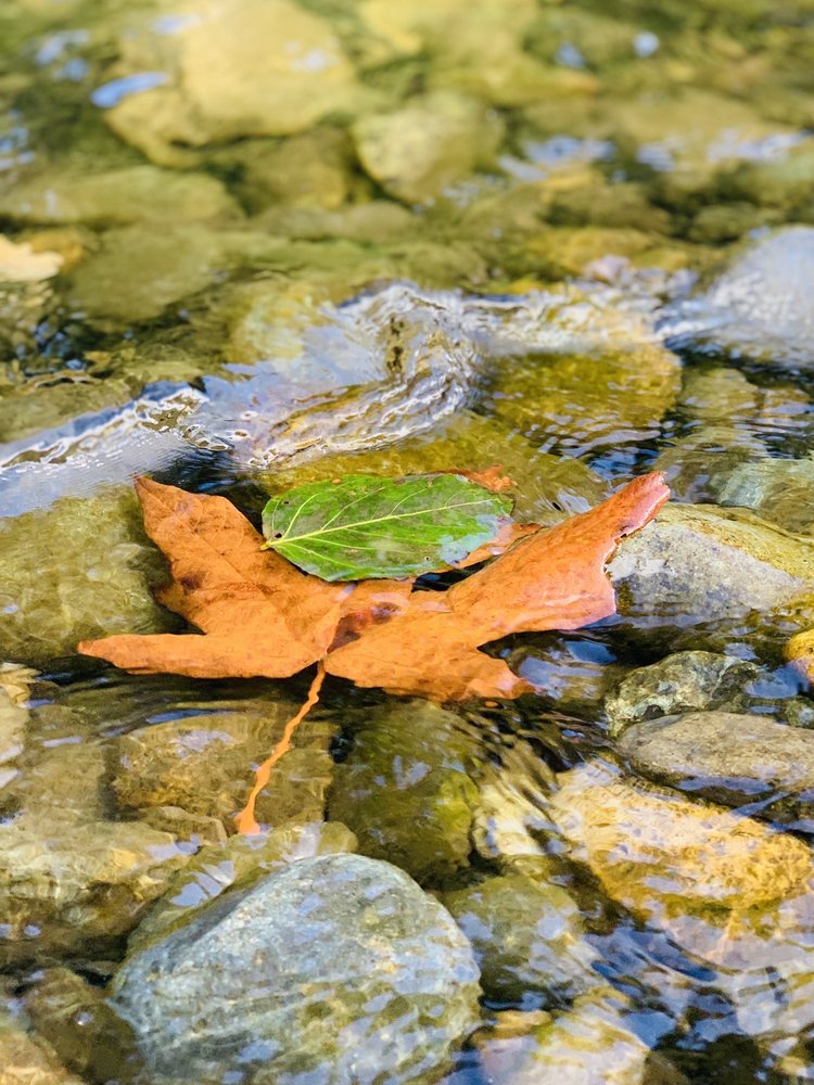 KANASKATPALMER STATE PARK 77 Photos & 21 Reviews 32101 Cumberland