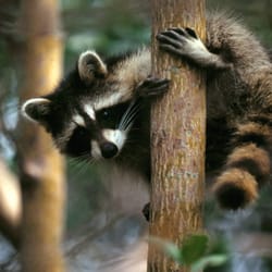 Critter Catchers-Wild Life