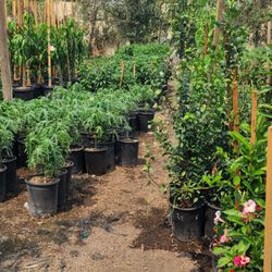 Compton Nursery & Florist
