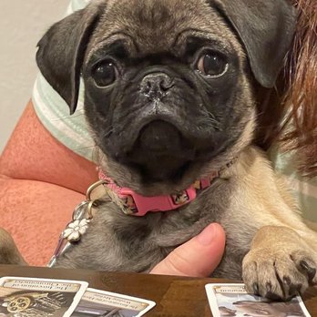 Perris Animal Hospital - Trixie Tulip Markley loves her vet! Healthy and sassy! - Veterinarians Near Me - Perris, California Perris Animal Hospital - Trixie Tulip Markley loves her vet! Healthy and sassy! - Veterinarians Near Me - Perris, California