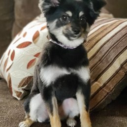 Her 1st grooming and K9 Clippers did a wonderful job!