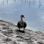 Photo of Pondhawk Natural Area