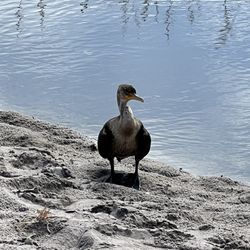 Pondhawk Natural Area - Double crested cormorant