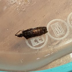 J S Asian Flaming Grill - Cockroach