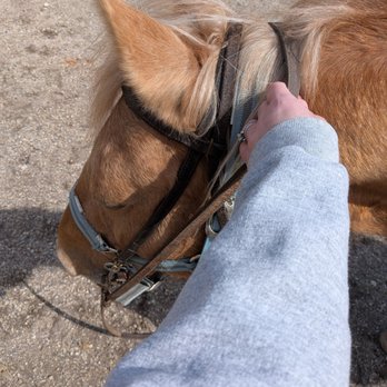 Memory Lane Stables - Horseback Riding Near Me - Willow Springs, Illinois