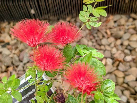 Buffalo and Erie County Botanical Gardens by null
