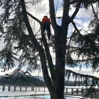 One Two Tree Care - So sorry to say good-bye to this noble tree. We're making a bench out of its stump. - Tree Services Near Me - Fremont, California One Two Tree Care - So sorry to say good-bye to this noble tree. We're making a bench out of its stump. - Tree Services Near Me - Fremont, California