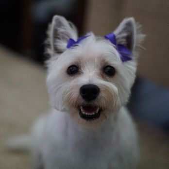 Sparkling Pets - 6/23/18 - Pet Groomers Near Me - Richmond, Texas Sparkling Pets - 6/23/18 - Pet Groomers Near Me - Richmond, Texas