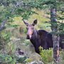 Photo of Gorham Moose Tour