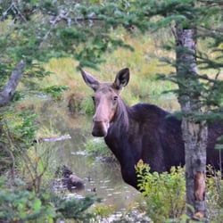 Gorham Moose Tour