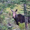 Gorham Moose Tour gift card