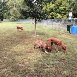 Fuzzy Wuzzy Baby Weasel sniffing around with Harley! Fuzzy Wuzzy Baby Weasel sniffing around with Harley!