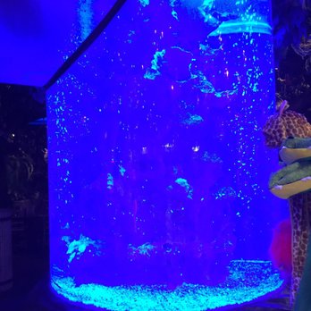 Rainforest Cafe - Empty fish tank - American Near Me - Edison, New Jersey Rainforest Cafe - Empty fish tank - American Near Me - Edison, New Jersey