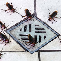 Integrity Pest and Termite
