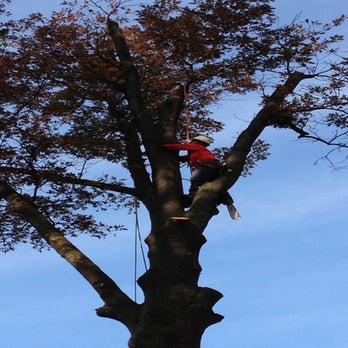 Garcia's Tree Experts - Tree Services Near Me - Bowie, Maryland