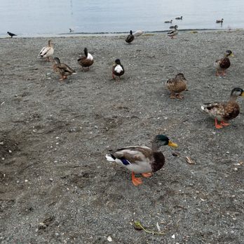 Marina Park - Parks Near Me - Kirkland, Washington Marina Park - Parks Near Me - Kirkland, Washington