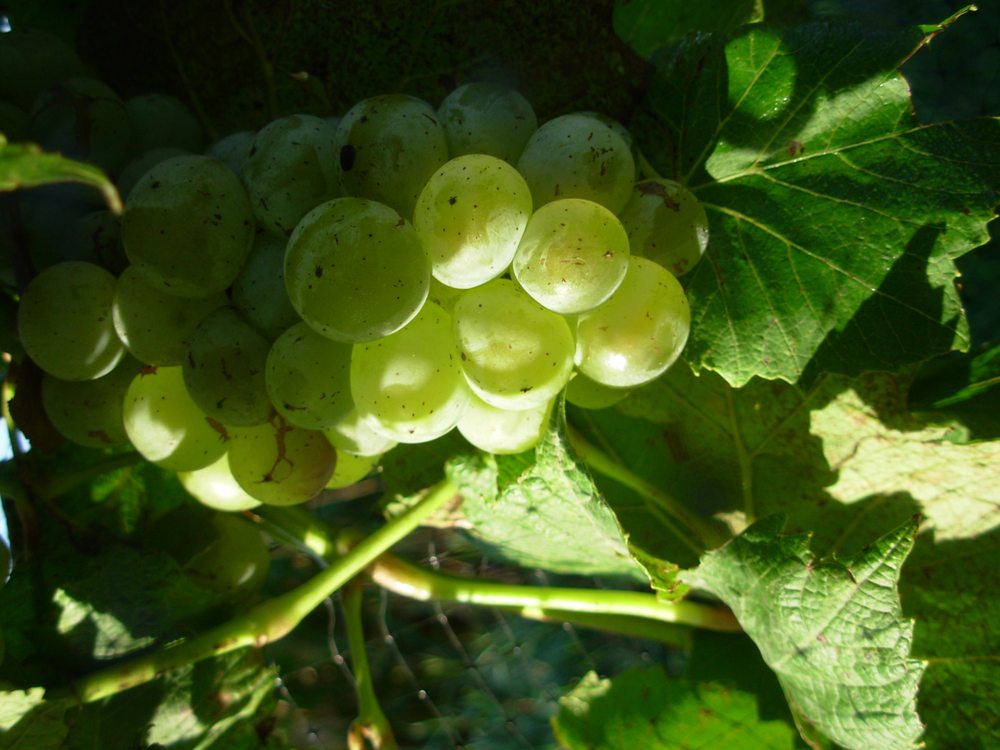 Humble Hill Winery, Garretson Roadtrippers