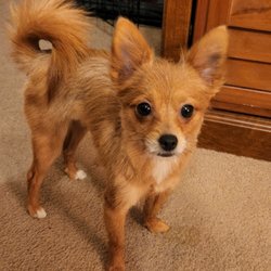 The Ruff House Stay & Play at Bayside - Great job of grooming my little girl Timber.