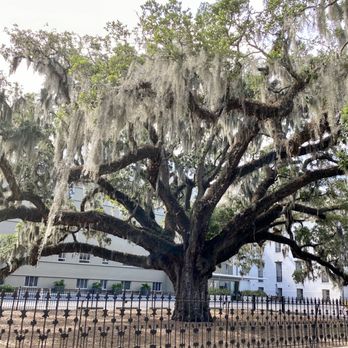 Monterey Square - 06.30.20 Candler Oak Tree located adjacent Forsyth Park, one of the oldest living landmarks in the area growing since the 1700s - Landmarks & Historical Buildings Near Me - Savannah, Georgia Monterey Square - 06.30.20 Candler Oak Tree located adjacent Forsyth Park, one of the oldest living landmarks in the area growing since the 1700s - Landmarks & Historical Buildings Near Me - Savannah, Georgia