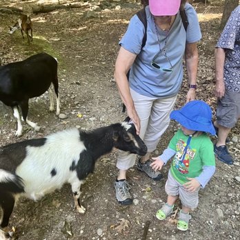 Central Mass Goat Rental - Landscaping Near Me - Lunenburg, Massachusetts Central Mass Goat Rental - Landscaping Near Me - Lunenburg, Massachusetts