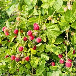 Rittman Orchard