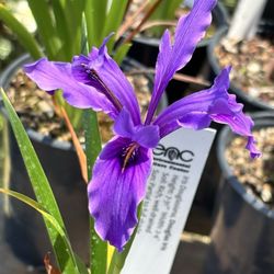 Environmental Nature Center - Plants for sale!