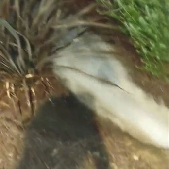 Beltran Landscaping - Water flowing rapidly from the water main after improper installation of drip line - Landscaping Near Me