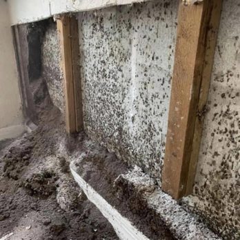 EcoSmart Pest Control - Pest Control Near Me EcoSmart Pest Control - Pest Control Near Me