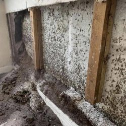 EcoSmart Pest Control